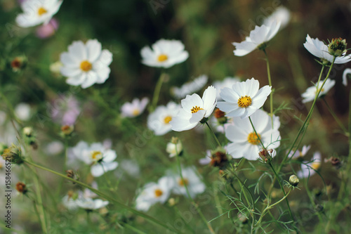 Spring summer floral background with many little white flowers close up with selective focus. Beautiful nature scene with blooming chamomile flowers on blurred background.