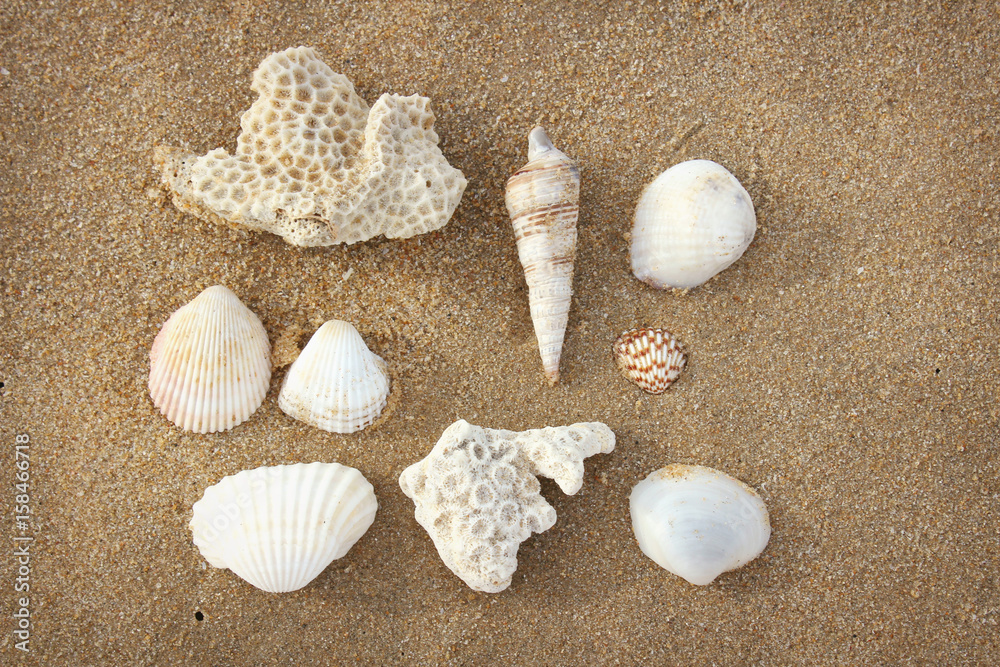 A collection of sea shells and corals on beach sand on Sri Lanka island. A collection of sea shells and corals on beach sand on Sri Lanka island.