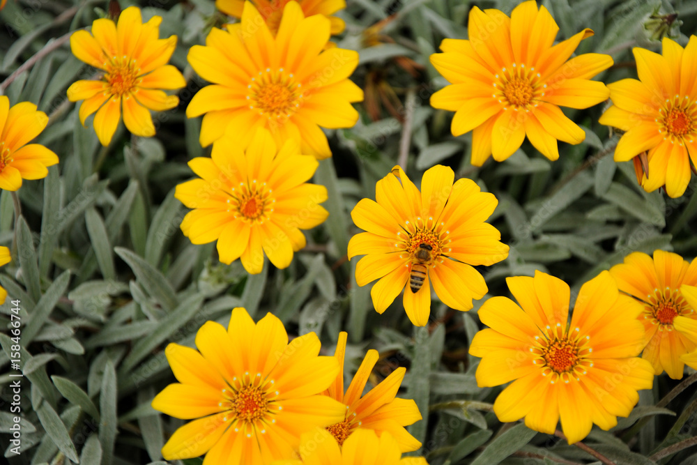 Flowers Flowers