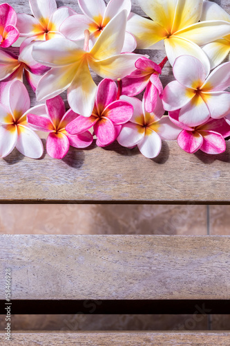 Plumeria flower pink and white frangipani tropical flower, plumeria flower bloominge, spa flower, Bali island.