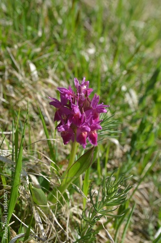 Orchis sureau  Dactylorhiza latifolia 