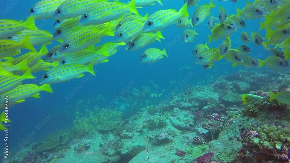 School of striped snapper yellow fish on background of clear seabed underwater. Swimming in world of colorful beautiful seascape. Aquarium of wild nature. Abyssal relax diving. School of striped snapper yellow fish on background of clear seabed underwater. Swimming in world of colorful beautiful seascape. Aquarium of wild nature. Abyssal relax diving.