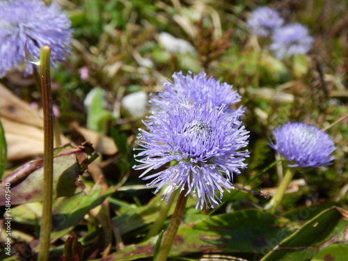 detail of a blue alpine flower