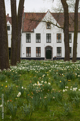 Picturesque white houses in the Beguinage (Begijnhof) with beautiful flowering daffodils in the foreground in medieval neighborhood of Bruges (Brugge), Belgium