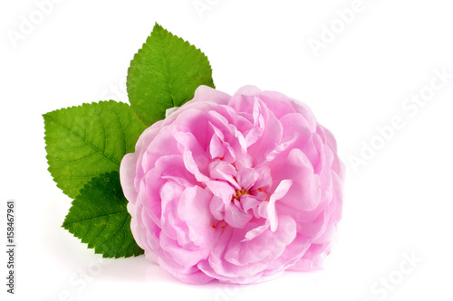 wild rose blooming flower isolated on a white background