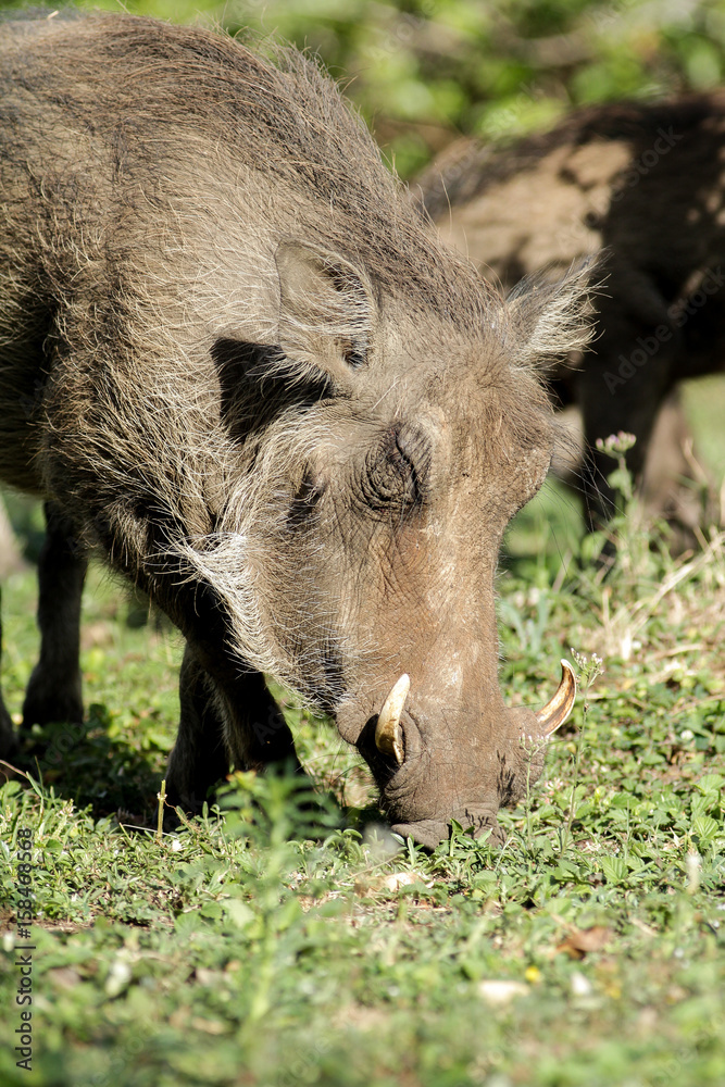 Warthog family in a South African game reserve Warthog family in a South African game reserve