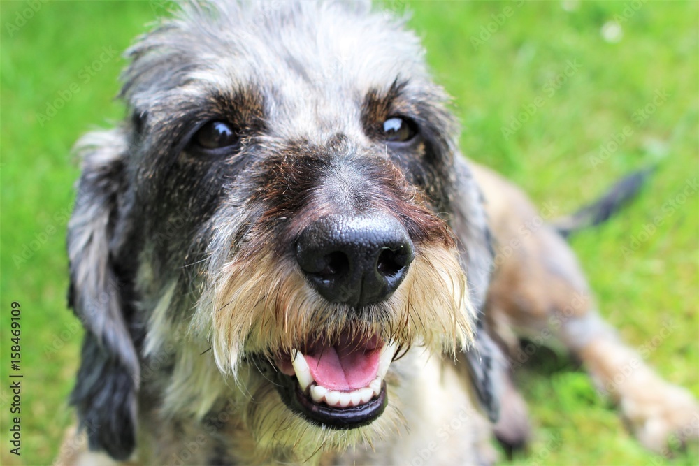 An Image of a dog - dachshund An Image of a dog - dachshund