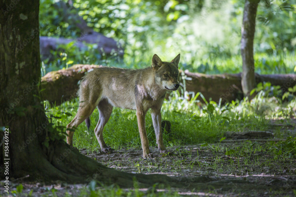Loup gris Alpha en meute, sous bois et portrait Loup gris Alpha en meute, sous bois et portrait