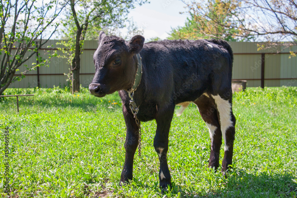 Fototapeta premium young black bull grazing on grass in the village