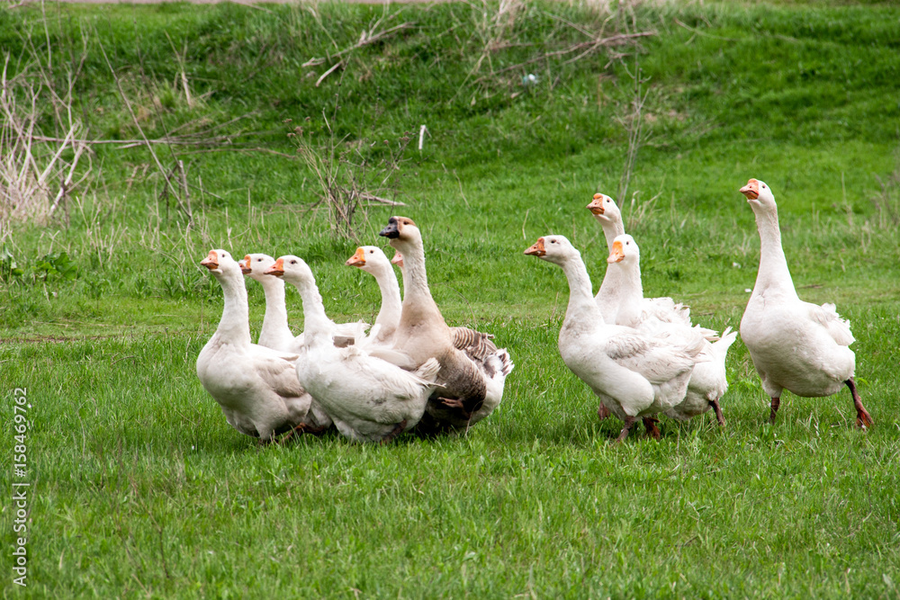 Flock of geese grazing on grass in spring field Flock of geese grazing on grass in spring field