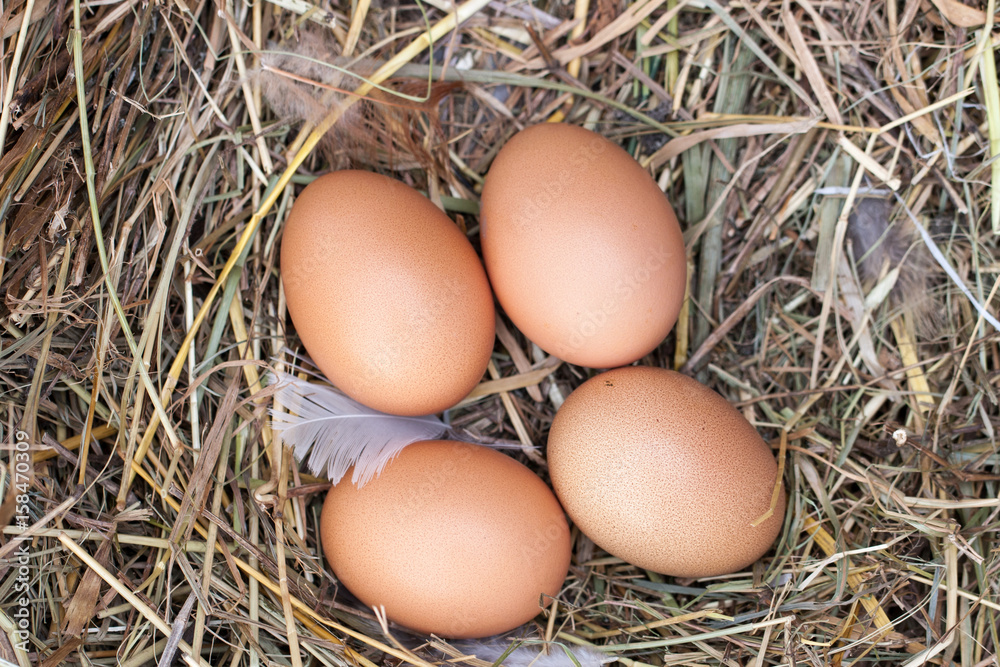 four chicken eggs lying in the nest of straw. Top view four chicken eggs lying in the nest of straw. Top view