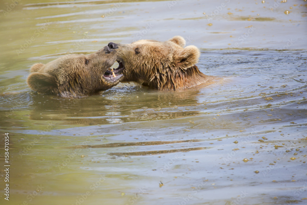 Couple d'ours brun jouant dans l'eau Couple d'ours brun jouant dans l'eau