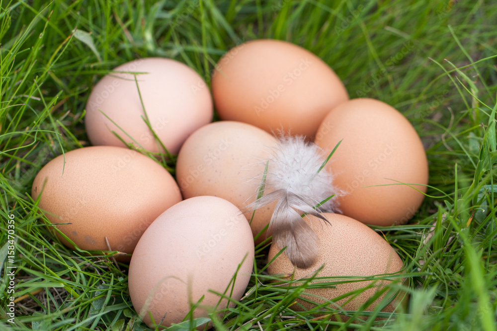 chicken eggs lying in a nest of green grass chicken eggs lying in a nest of green grass
