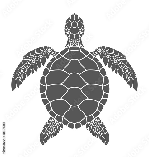 Sea turtle