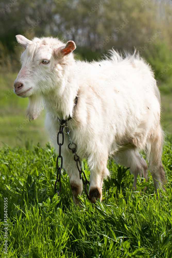 One white goat on green grass in a field One white goat on green grass in a field
