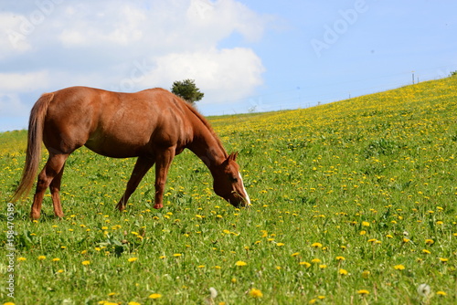 Zauberweide, fuchsfarbenes Pferd grast auf blühender Löwenzahnwiese © Grubärin