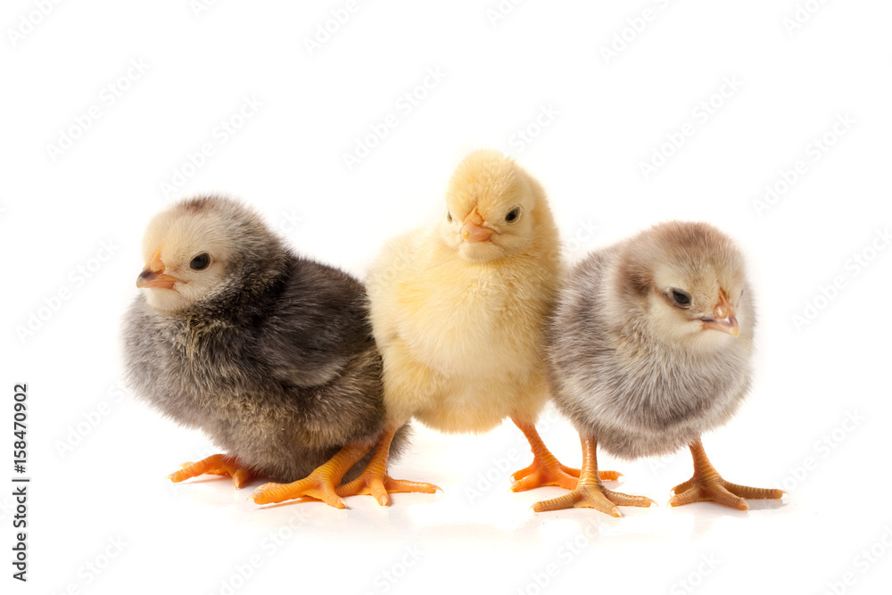 three little chicken isolated on white background