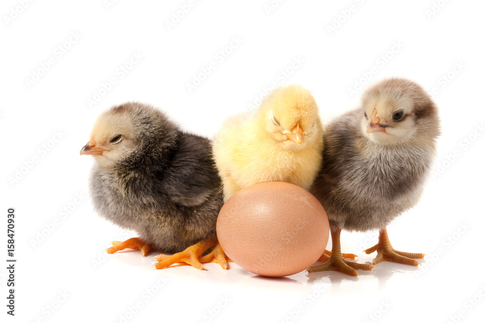 three cute little chicken with egg isolated on white background three cute little chicken with egg isolated on white background