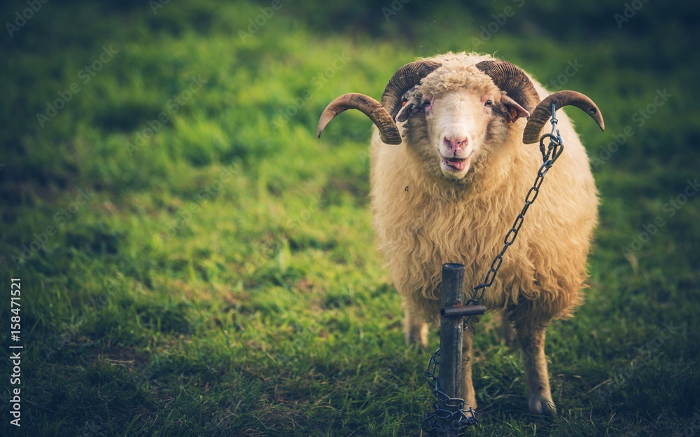 Fototapeta premium Twisted Horns Sheep