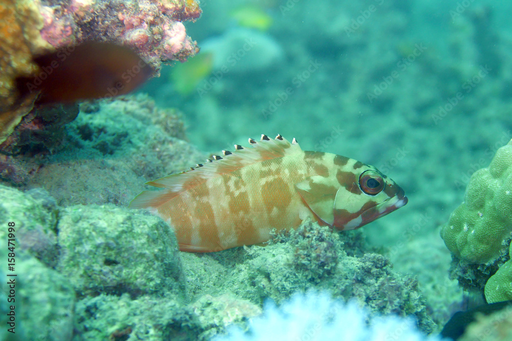 Fototapeta premium 海中写真