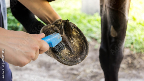 Reiterin kratzt einer Trakehnerstute die Hufe mit einem Hufpick aus