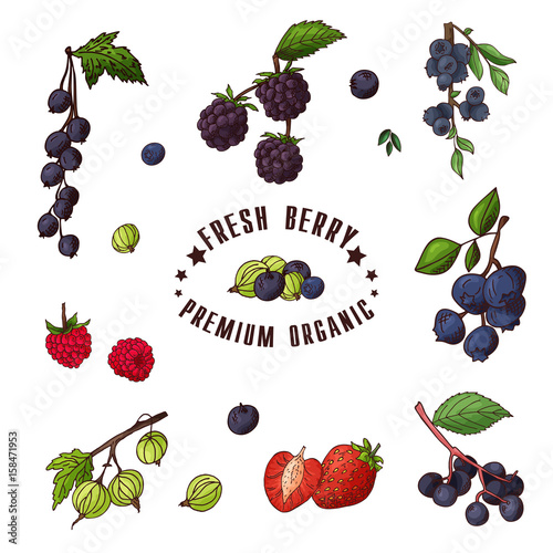 Hand drawn illustration of currant, razz, blueberry, stawberry, gooseberry, blackberry, elderberry, huckleberry Set og fruits