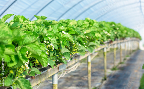 Fresh and green strawberry plants in bloom inside a plastic tunnel tent