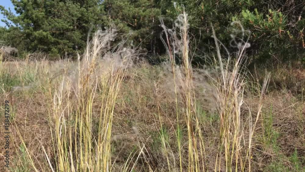 Feather grass in the steppe swaying in the wind against the background of the forest on a summer sunny day Feather grass in the steppe swaying in the wind against the background of the forest on a summer sunny day