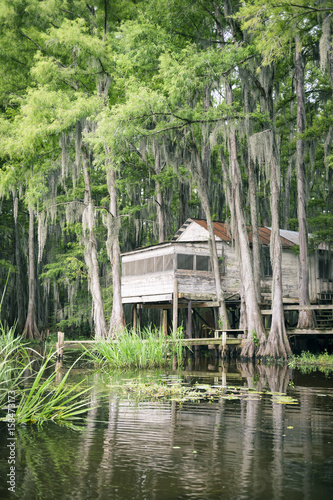 Swamp bayou scene of the American South featuring old wooden shack built into bald cypress trees and Spanish moss