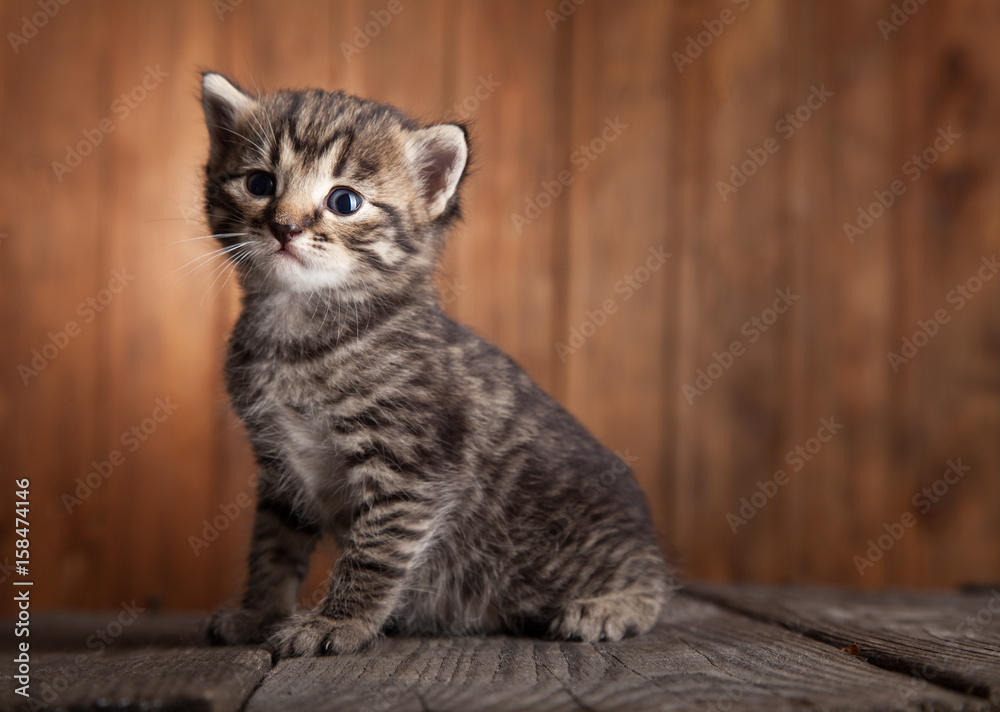 small kitten on background of old wooden boards