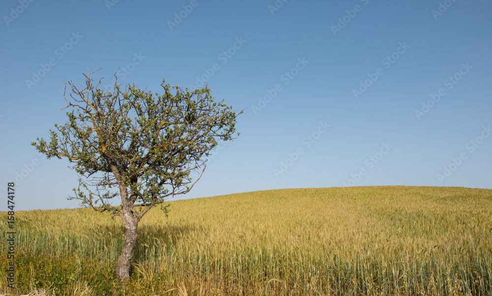 Lonely tree and wheat field