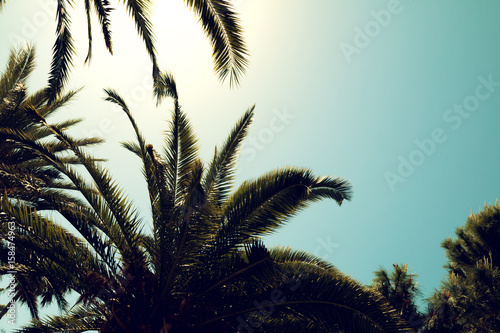 Silhouettes of palm trees against the sky during a tropical day © pav1007