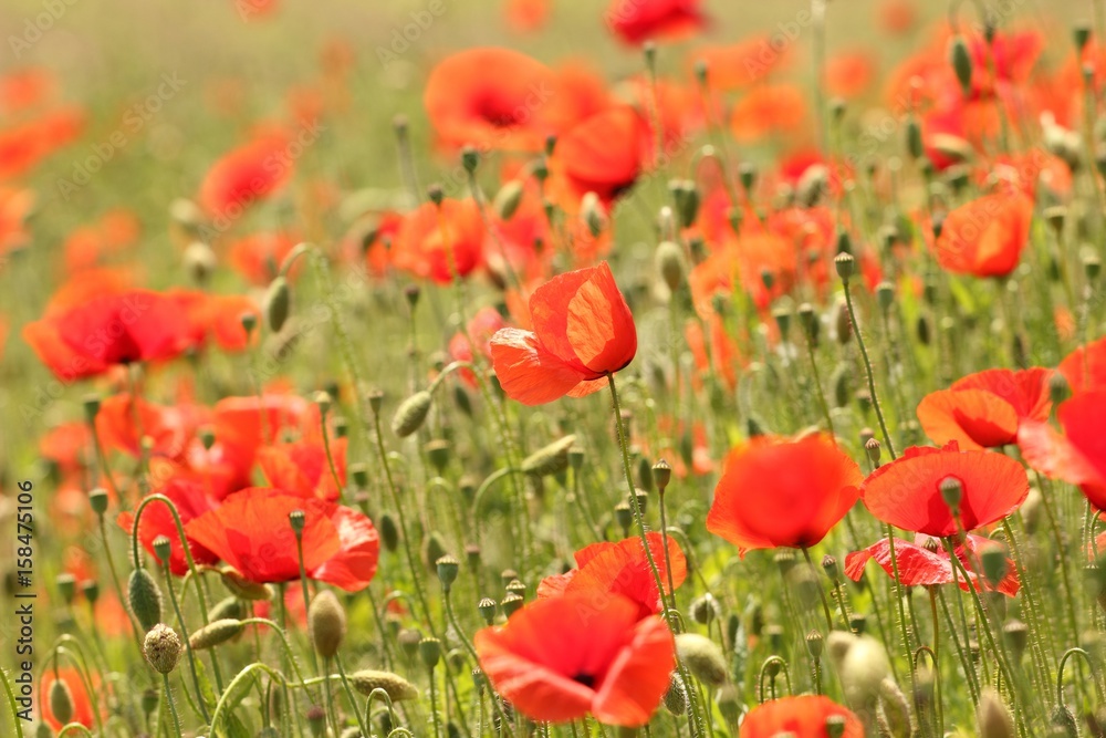 Fototapeta premium field of poppies 