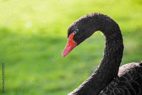 Black swan - portrait of a beautiful black swan in the gardens of Fagaras fortress, Romania.