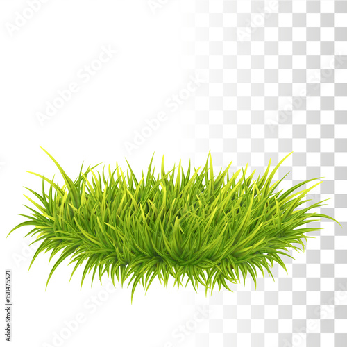 Tussock Of Green Grass