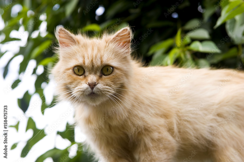 Cat on the fence