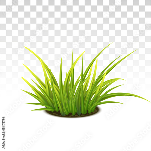 Tussock Of Green Grass