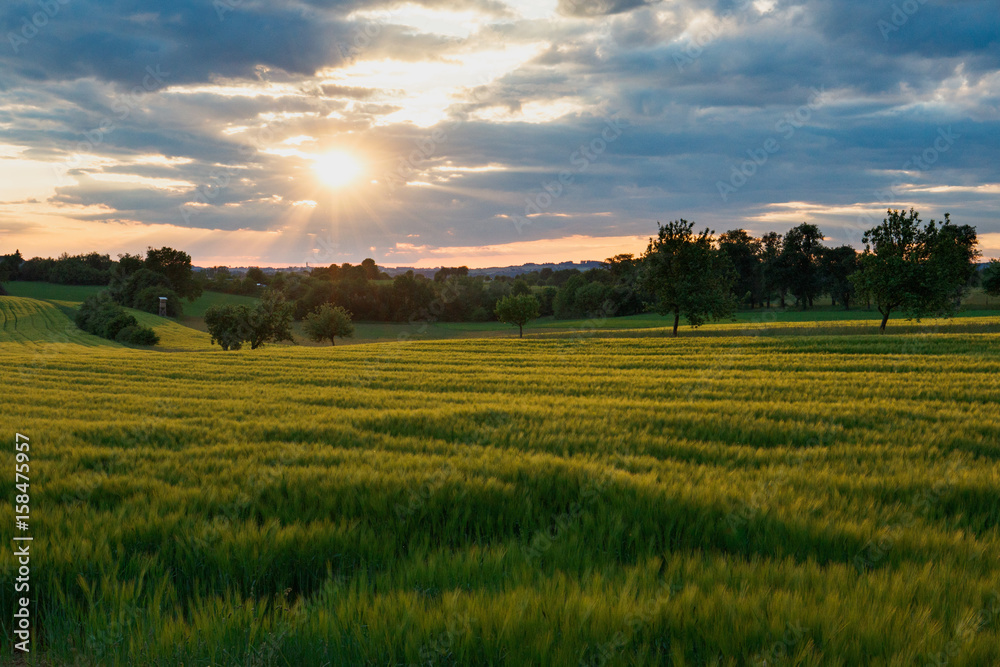 Sonnenuntergang über einem Getreidefeld