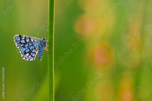 latticed heath butterflyx photo