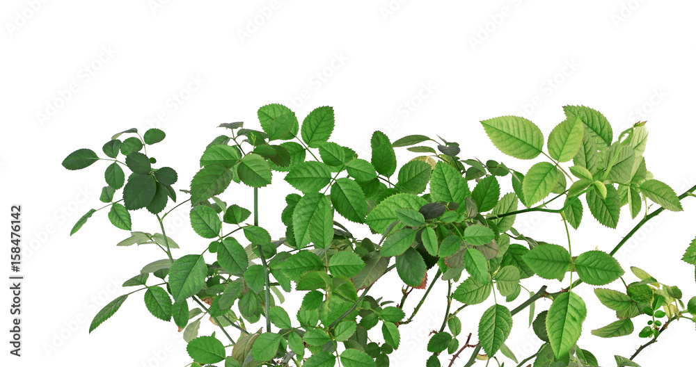 Green branches of roses with leaves isolated on white background Green branches of roses with leaves isolated on white background