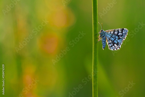 latticed heath butterflyx photo