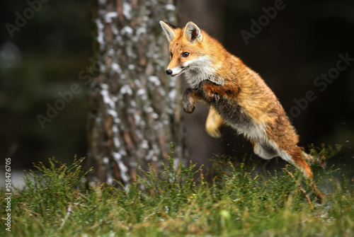 Fotomurale Flying fox
