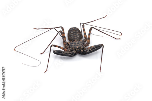 Tailless Whipscorpions isolated on white background