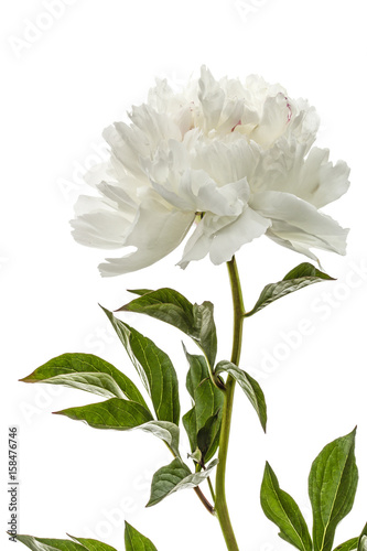 Fototapeta Naklejka Na Ścianę i Meble -  White flower of peony, lat. Paeonia, isolated on white background
