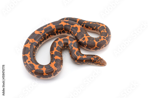 Photography Kenyan sand Boas isolated on white background