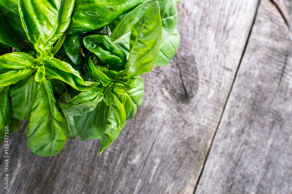 Green fresh organic basilic on the wooden table. Rustic style