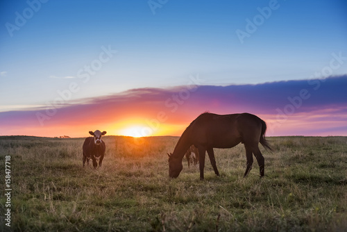 Pampas landscape, Argentina © foto4440