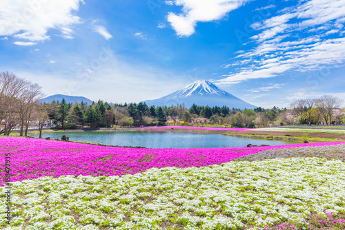 富士芝桜まつり