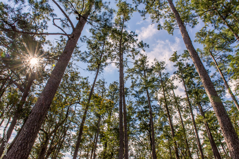 Fototapeta premium trunks of tall old trees in a pine forest