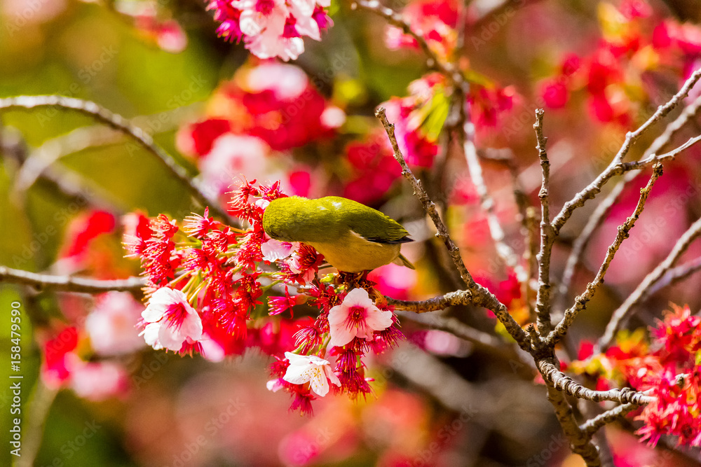The Japanese White-eye and cherry blossoms. Located in Tokyo Prefecture Japan. The Japanese White-eye and cherry blossoms. Located in Tokyo Prefecture Japan.